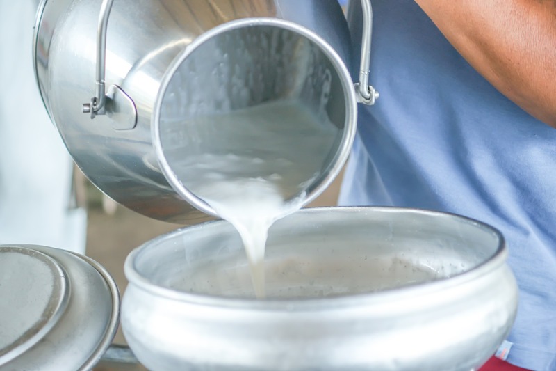 farmer Pours raw milk into a bucket