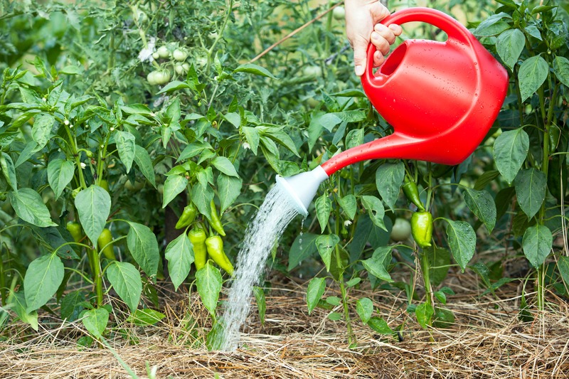 watering can waters base of pepper plants