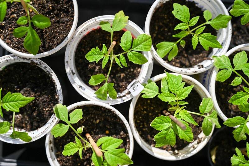 tomato seedlings in cups