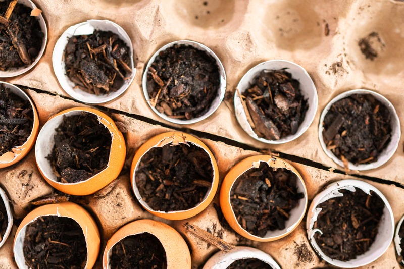 DIY seed pots made from egg shells