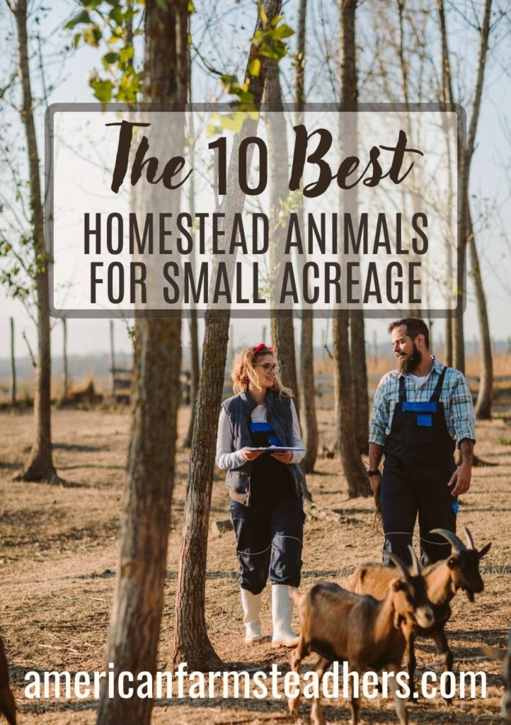 homestead animals for small acreage