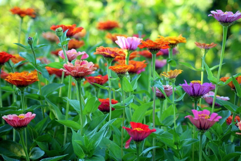 colorful zinnias