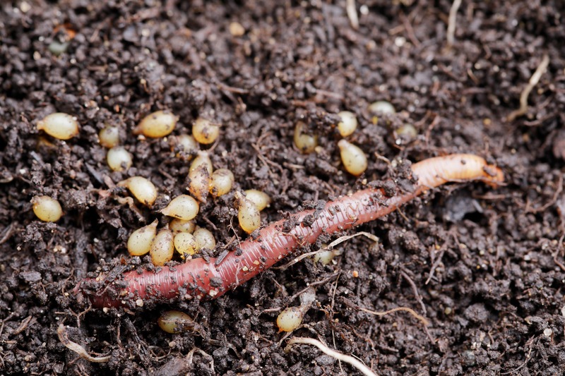 Redworm eggs in compost