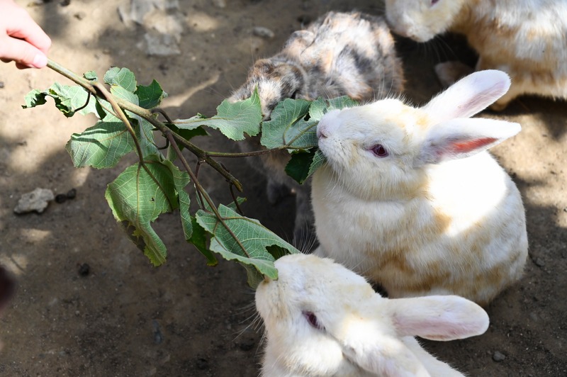 hand feeds rabbits green leaves