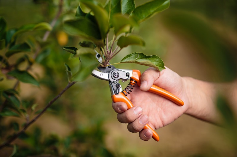 Gardener pruning trees with pruning shears on nature background close up