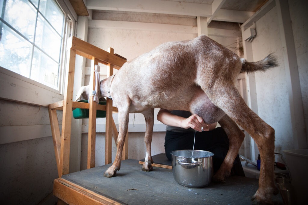 homesteader milking goat on a stand