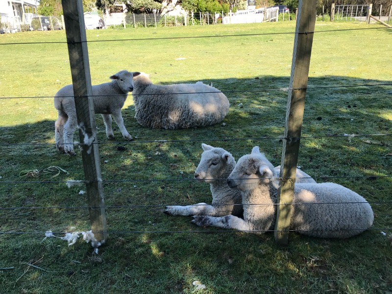 sheep on a small pasture