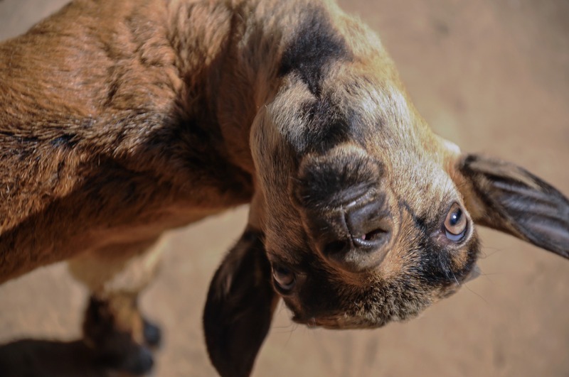 upside down goat