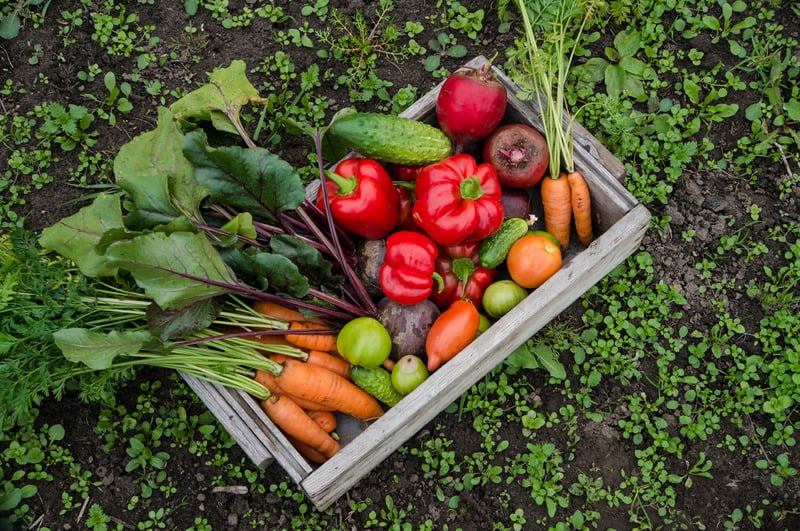 a wooden box of fresh vegetables recently harvested sitting on garden soil