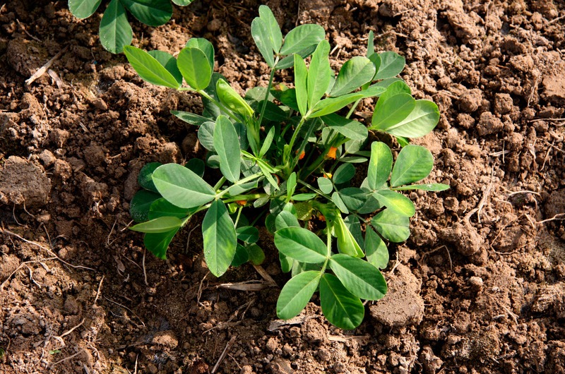 peanut plant growing in soil