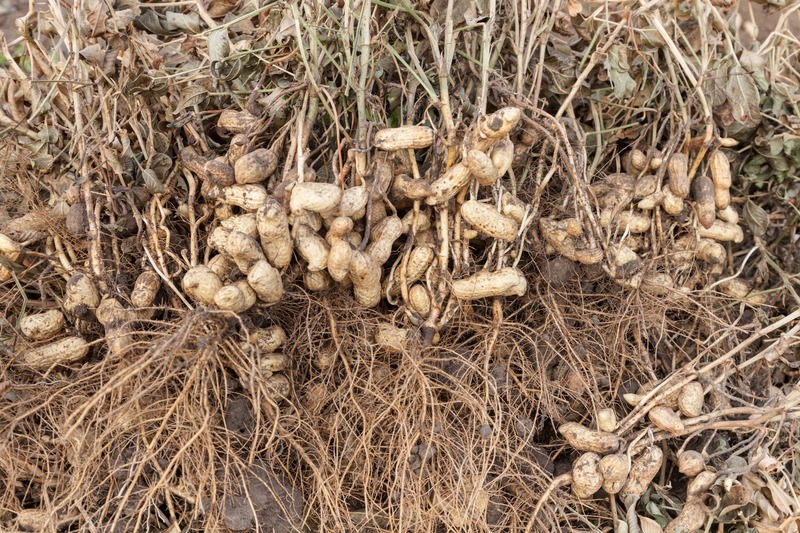 Harvest of peanuts, peanut plants with roots closeup