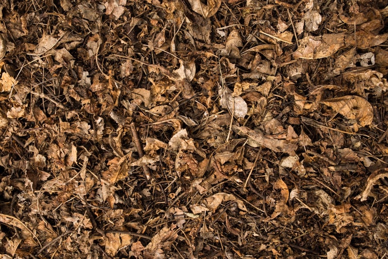 composted leaves for mulch