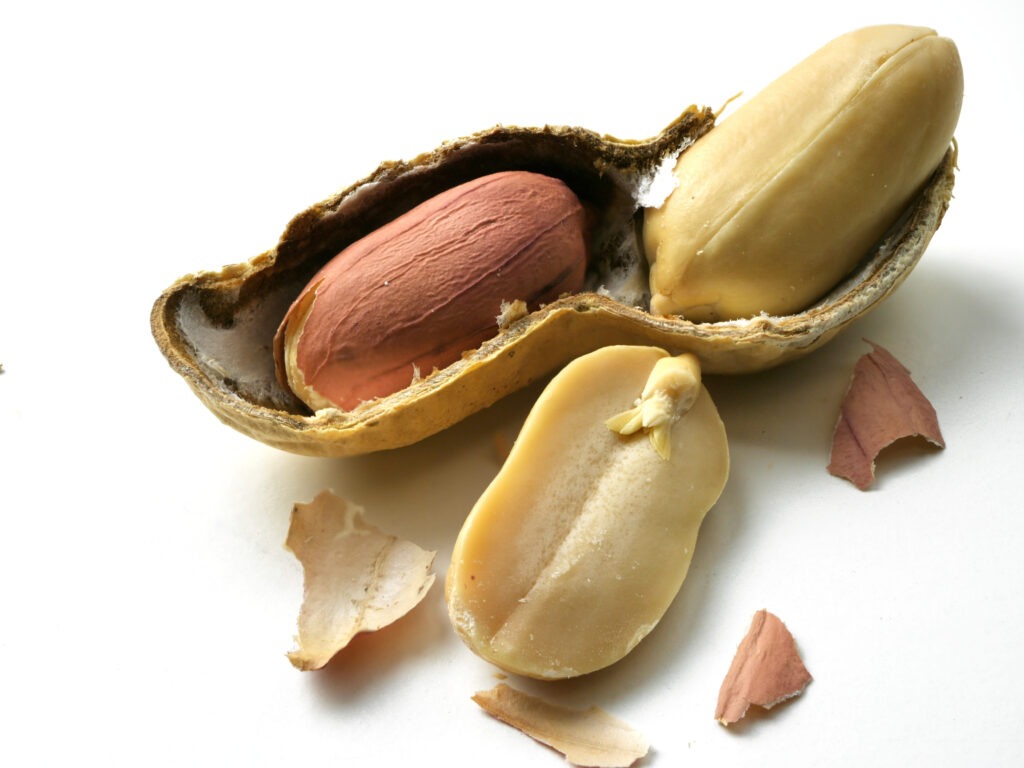 shelled peanut on white background