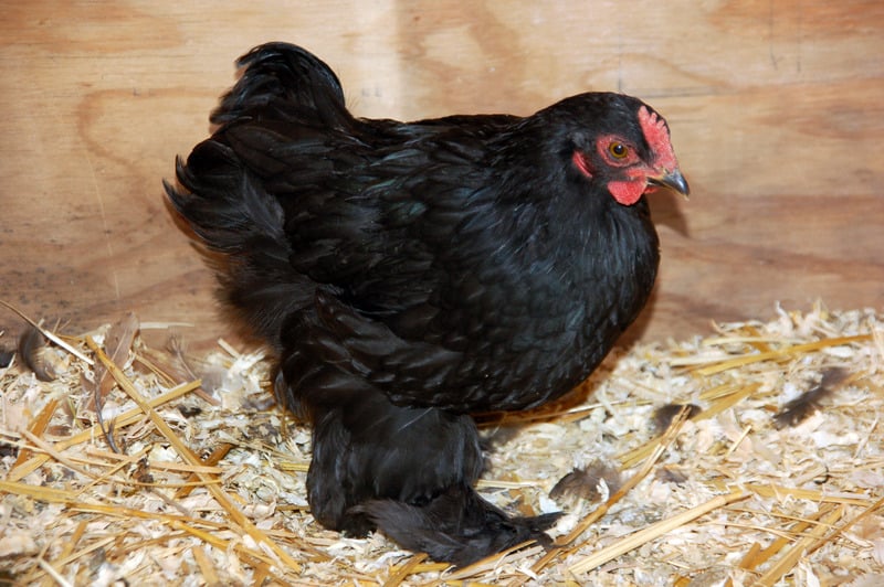bantam cochin hen in nest box