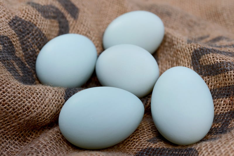 blue eggs with burlap background