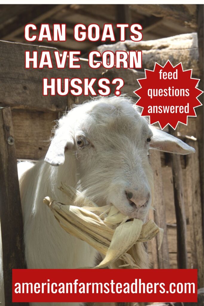 can goats have corn husks featured image