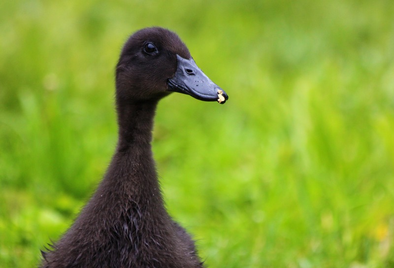 Black Cayuga duckling in the grass.
