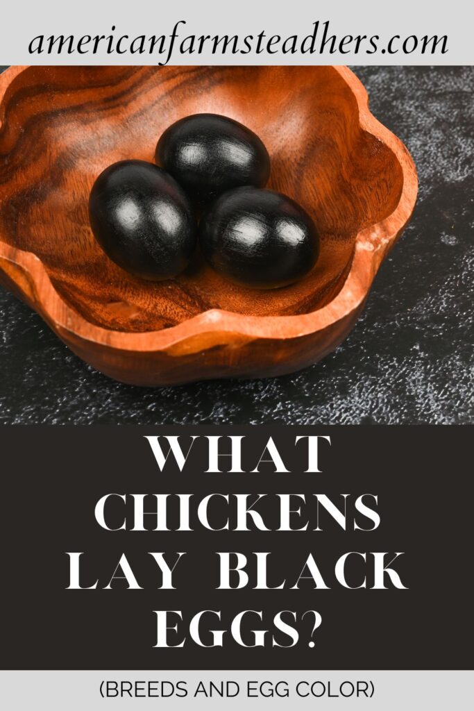 what chickens lay black eggs featured image