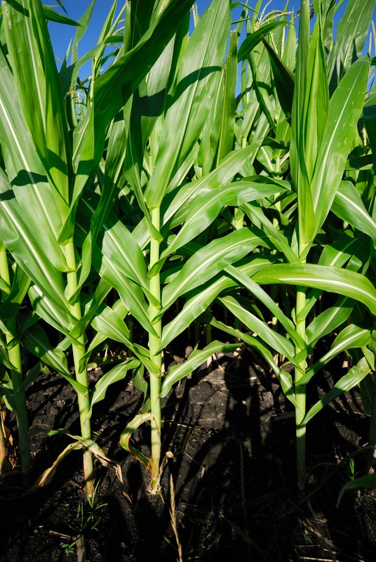 Mature corn plants.