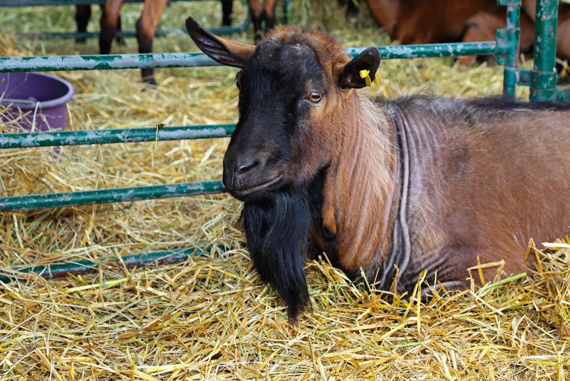 Big buck goat in pen at farm