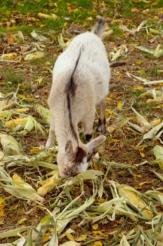 young goat eats corn with husks all around