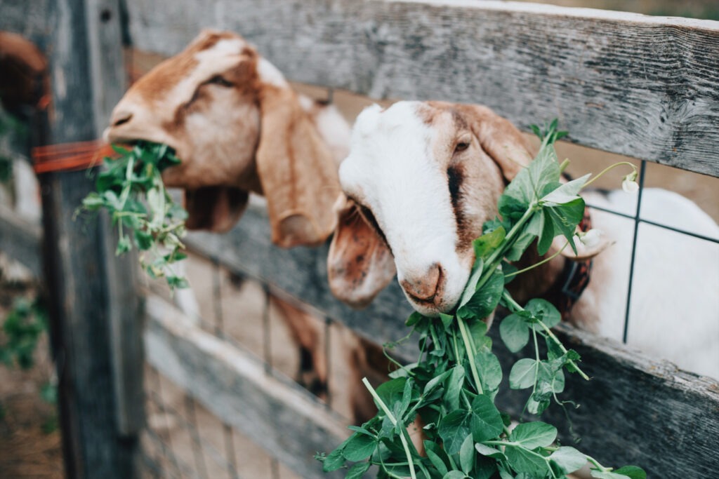 goats eating green leafy treats