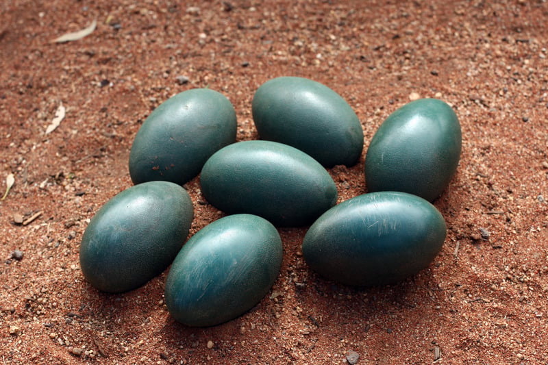 green emu eggs in the dirt