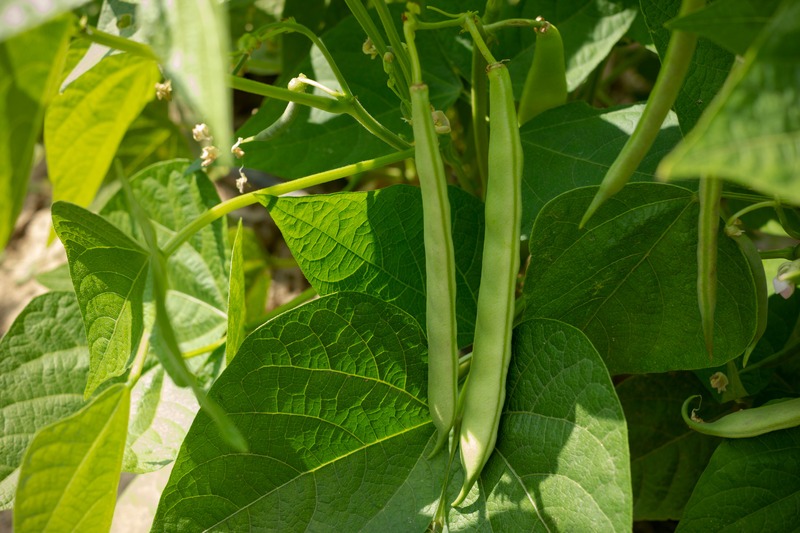 beans in the garden