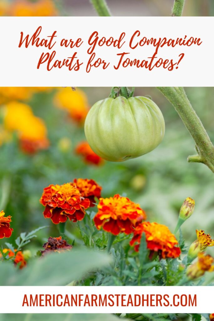 what are good companion plants for tomatoes