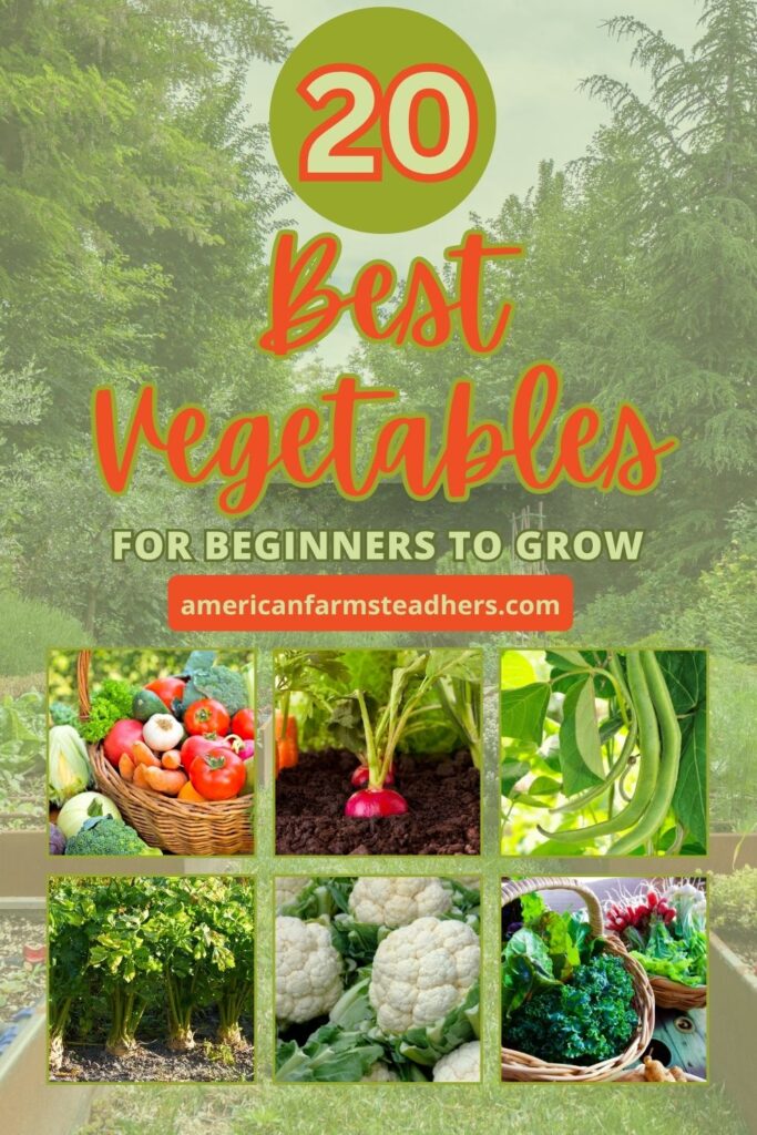 best vegetables for beginners to grow featured image