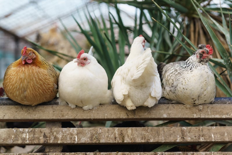 multiple chickens sitting on a perch in a coop