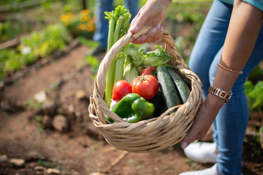 gardener holds basket of fruiting vegetables