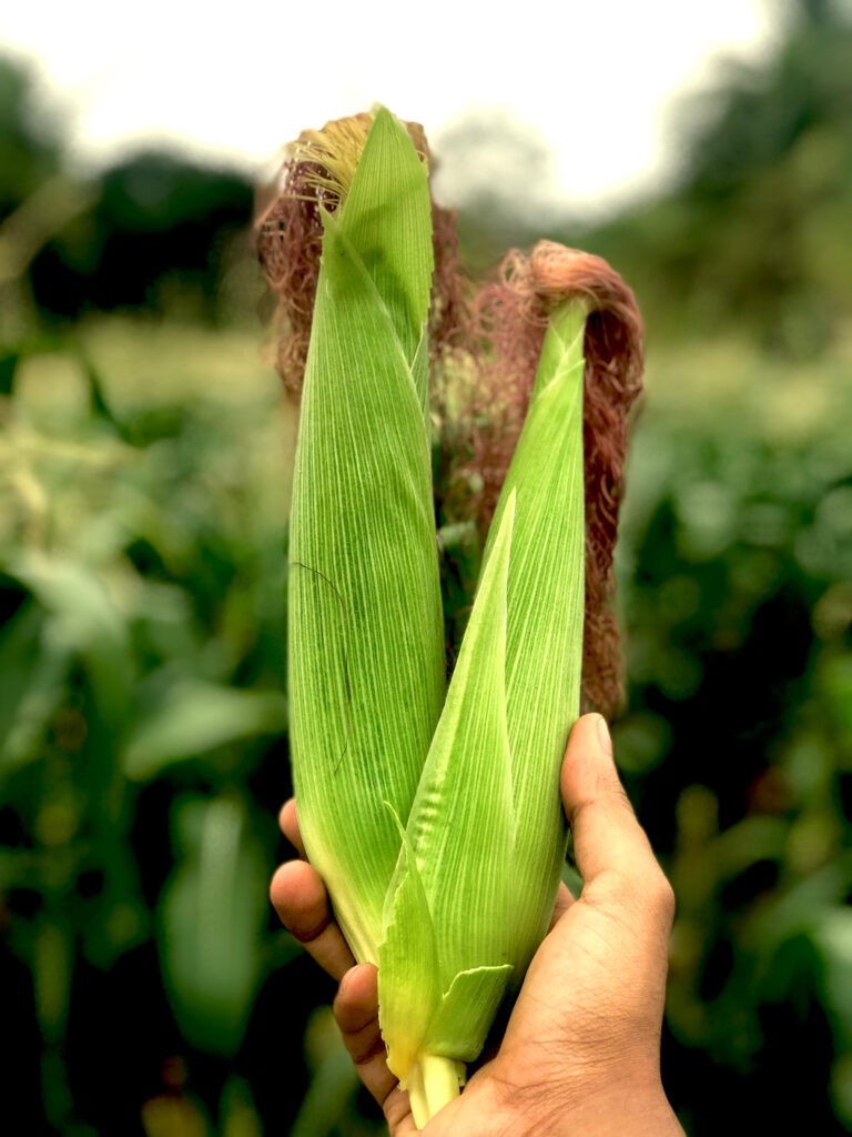 close up of hand holding whole ears of corn with husks with garden background