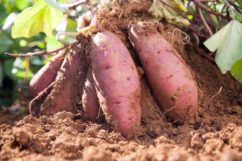 sweet potatoes freshly pulled from the soil with tops still intact