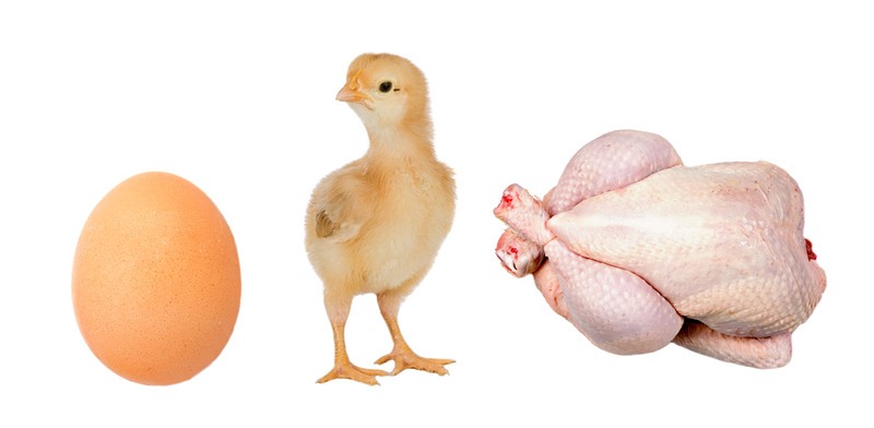 sequence of egg, chick, processed chicken