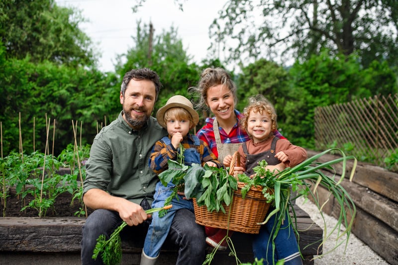 family picks garden vegetables