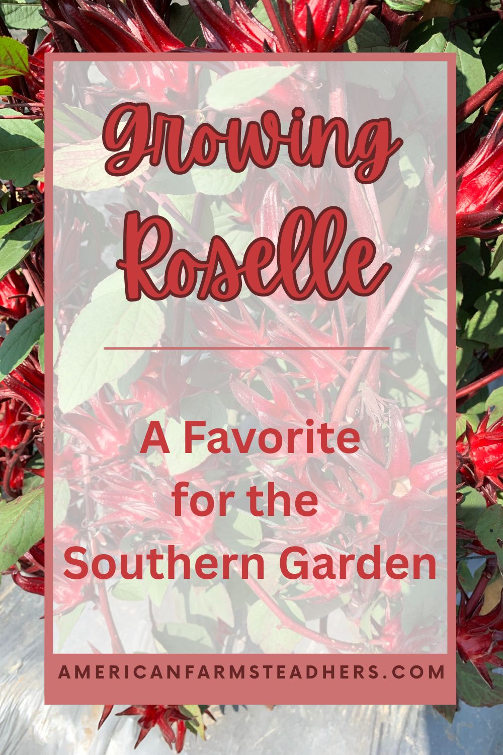 growing roselle featured image