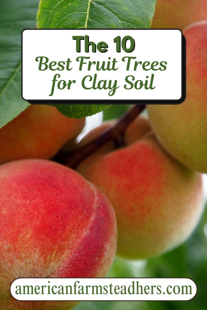 best fruit trees for clay soil