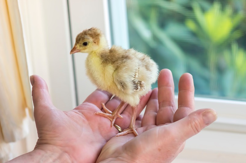 hands holding baby domestic turkey