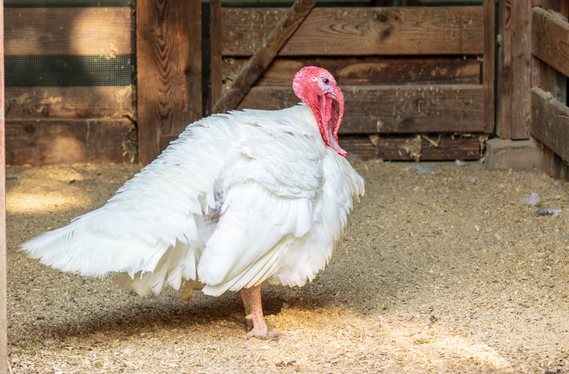 broad breasted white turkey in stall with woodchip flooring