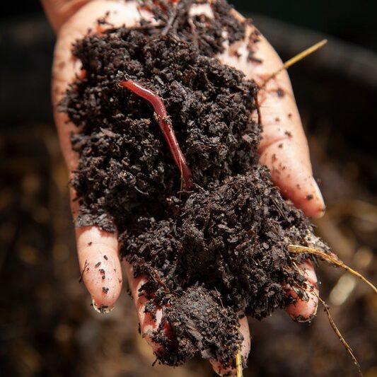 vermicomposting