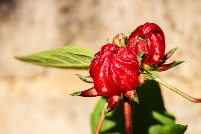 Imperfect Red Rosella pod Caused By Pest Under Morning Sun Shine