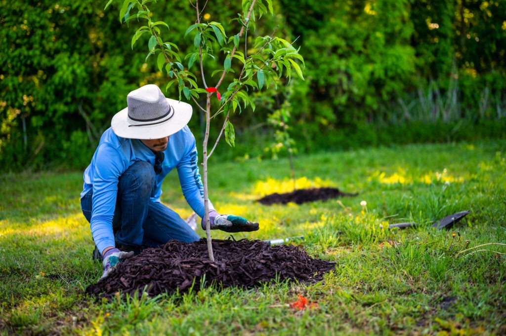 man planting a tree