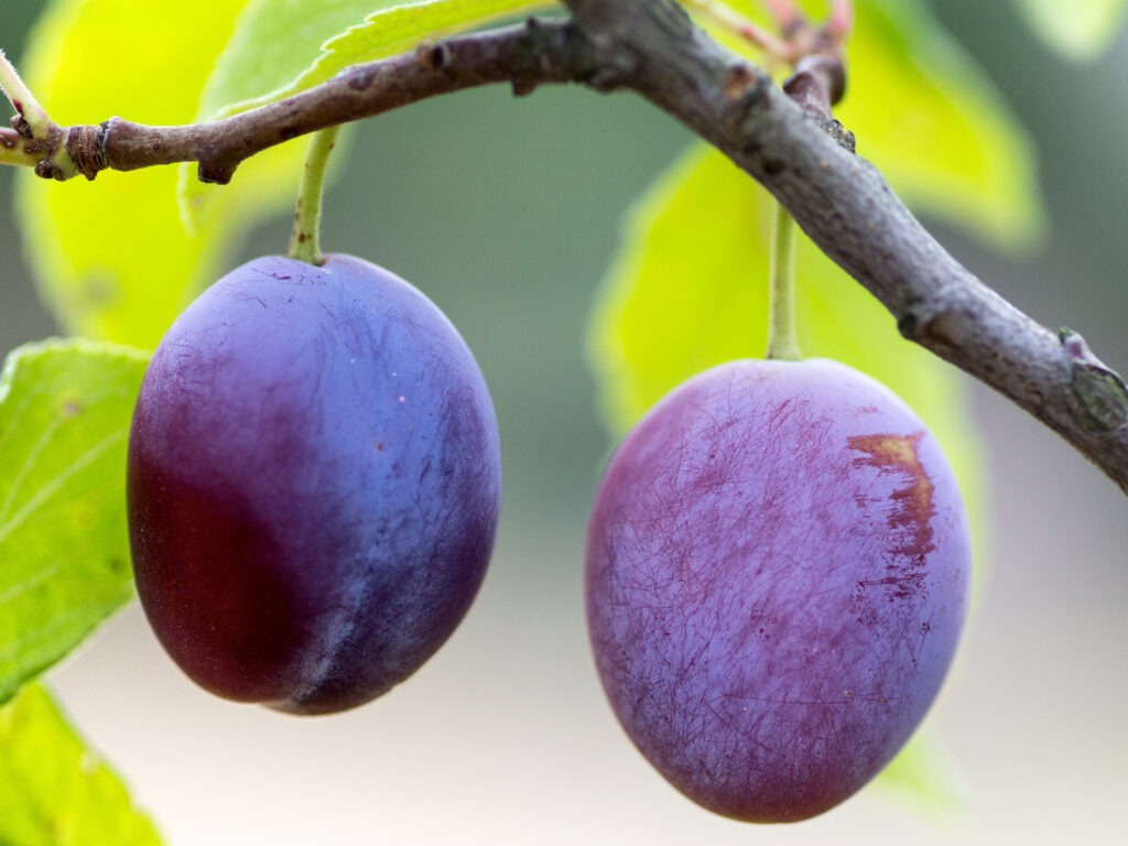 plums on a tree