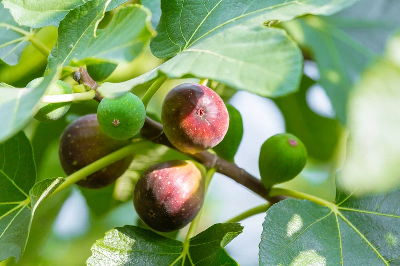 figs on a tree