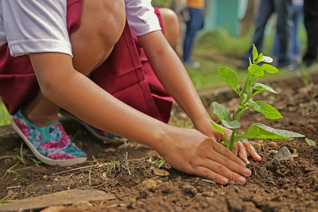 woman planting a fruit tree