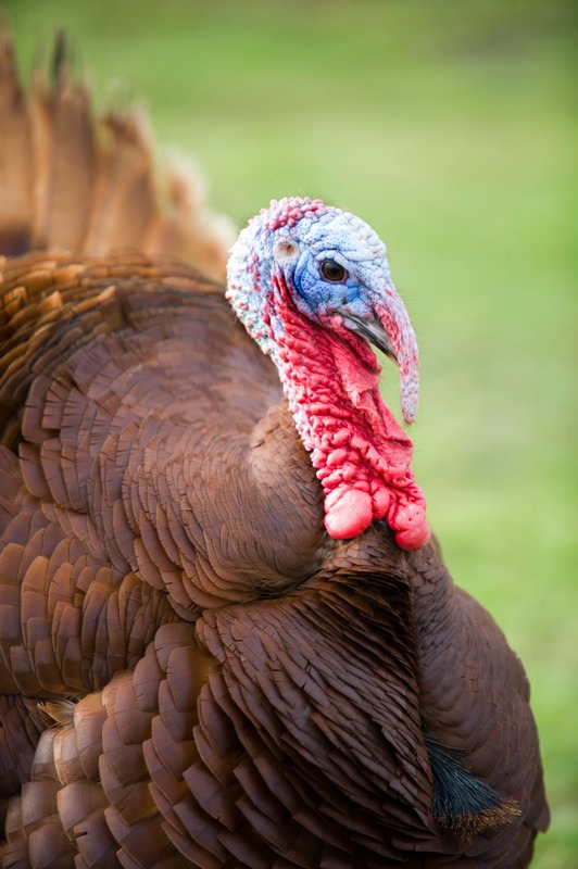 bourbon red turkey close up