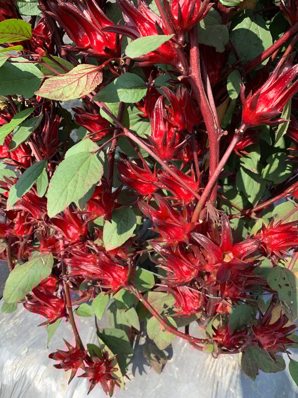 pile of cuttings from roselle plant to propagate