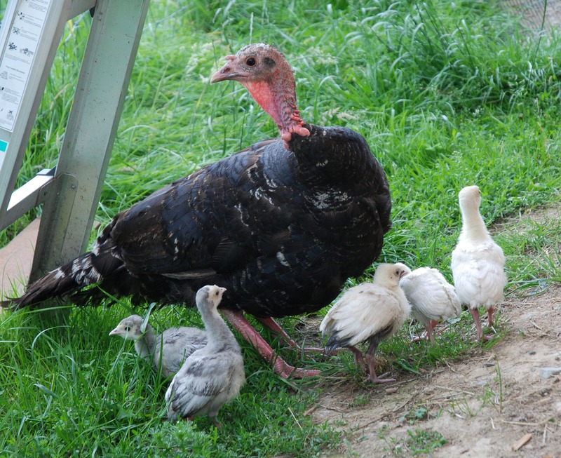 Heritage turkey with 5 chicks in the field.