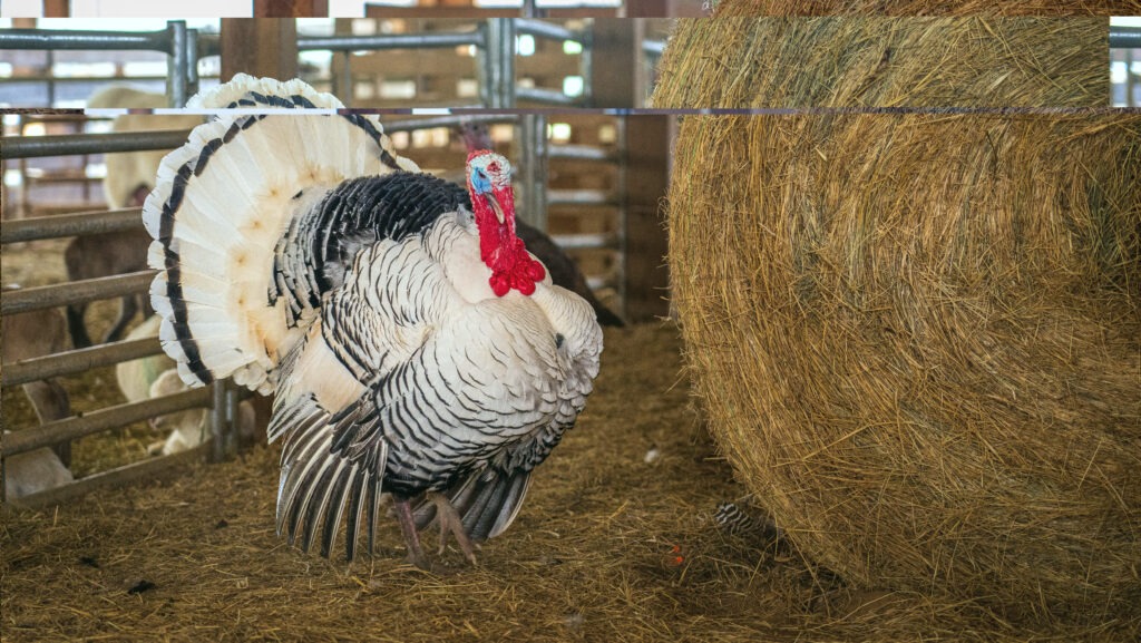 large white turkey on the farm next to hay roll